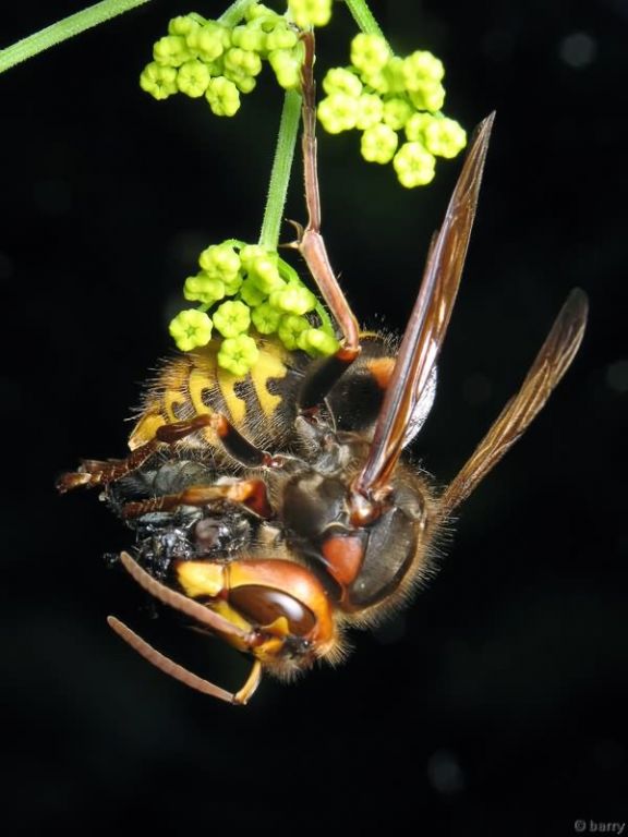Vespa crabro Linnaeus, 1758